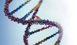 gonidioma_makrozwias