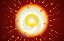 fertilization