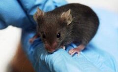 gonidiaki_therapeia_pontiki