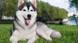 husky_dog