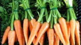 karota_seleri