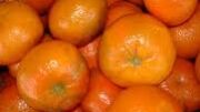 mandarinia