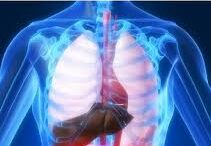 pahisarkia_hypatitsC_lever