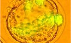 vlastokitara_giransi