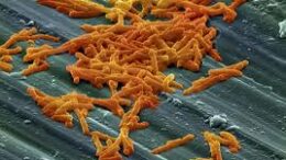 anthrakas_aids_hypatitis