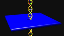 anthropino_gonidiwma