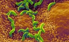 elikovaktiridio_pylorou