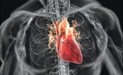 kardia_vlastokyttara