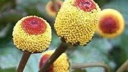 dontia_anaisthitiko_gel