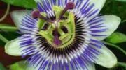 pasiflora