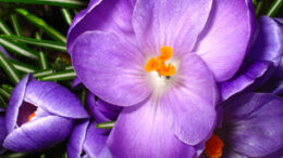 krokos_kozanhs_kathlipsi