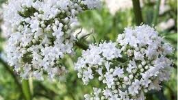 valeriana