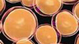 beige fat cells