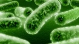 logismiko_antigrafei_organismo