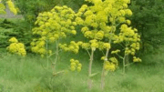 thapsia