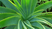 aloe