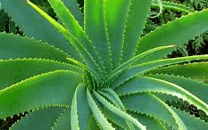 aloe