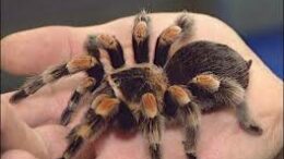 toxini_araxnhs_stitiki_disleitourgia