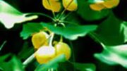 ginkgo_biloba_herb