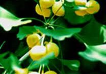 ginkgo_biloba_herb