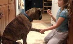 ofelh_syntrofias_zwou