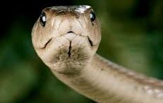 pafsipono_apo_dilitirio_fidiou