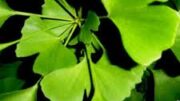 ta_ofelh_tou_ginkgo_biloba