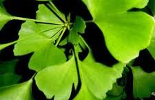 ta_ofelh_tou_ginkgo_biloba