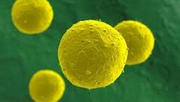 vlastika_kyttara_nosos_egkefalou