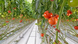 genetika_tropopoihmenes_ntomates_HDL