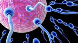 ekfilizetai to andriko sperma