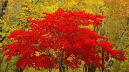 orasi_sto_katakokkino