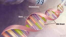 test_gonidiakou_profil