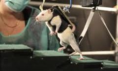 xapi_nika_thn_paralisi