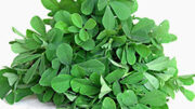 Fenugreek_leaves