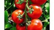 viologikes_ntomates