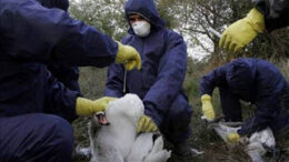 gripi_tvn_ptinwn_2_nekroi_kina