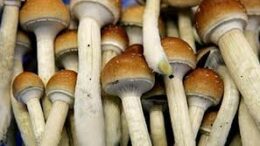 paresthisiogona_manitaria