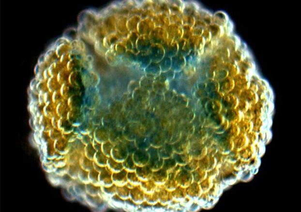 trisdiastiti_ektiposi_texnitou_istou