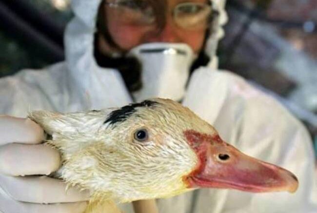 H5N1 (2)