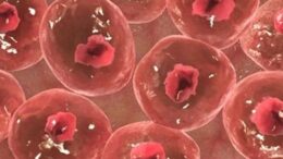 anaparagogi_anthrwpinon_melwn