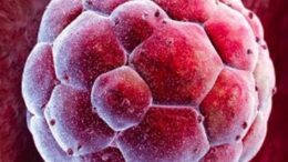 anthropina_emvriika_vlastokitara_me_klonopoiisi