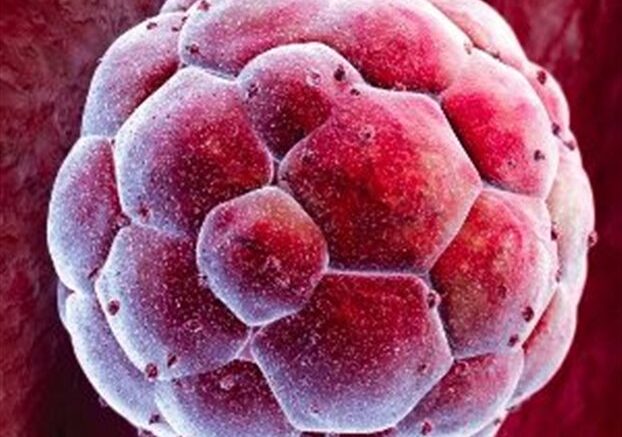 anthropina_emvriika_vlastokitara_me_klonopoiisi