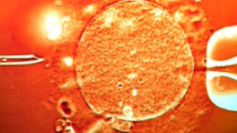 exosomatiki_gonimopoiisi