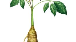 ginseng