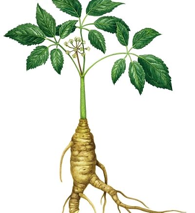 ginseng