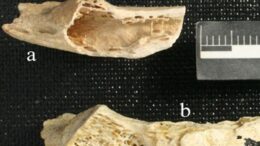 neadertal_eixan_ogkous