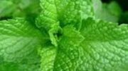 h-menta-energopoiei-ton-metavolismo