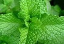 h-menta-energopoiei-ton-metavolismo