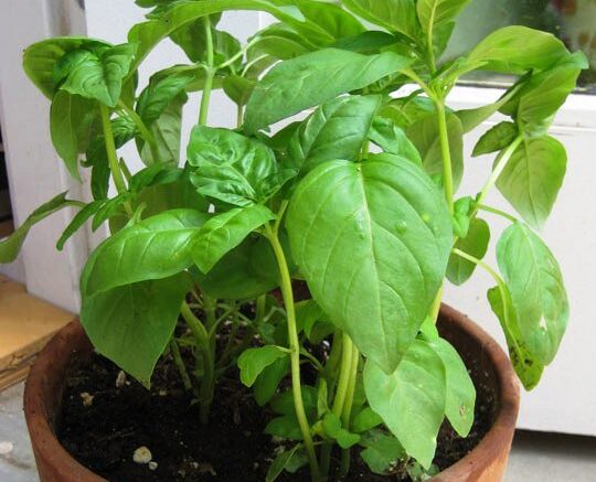 mosquito-repellent-plants